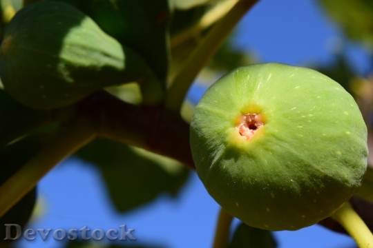 Devostock Fig Fig Tree Real 3
