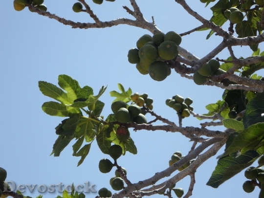 Devostock Fig Fig Tree Real