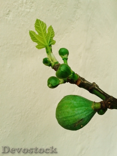 Devostock Fig Fruit Figs Fig