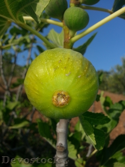 Devostock Fig Fruit Food Fresh