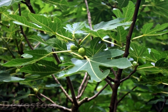 Devostock Fig Fruit Leaves Branch
