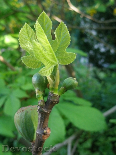 Devostock Fig Fruit Leaves Green