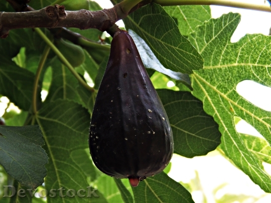Devostock Fig Fruit Mature Shrub