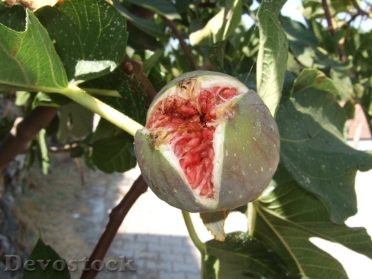 Devostock Fig Fruit Mediterranean Eat