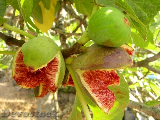 Devostock Fig Fruit Plant Ripe 0