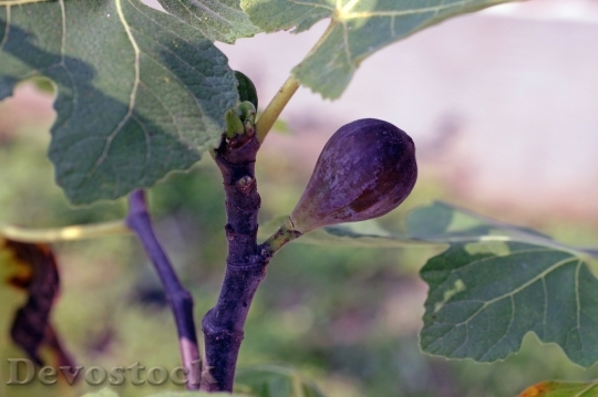 Devostock Fig Fruit Purple Tree