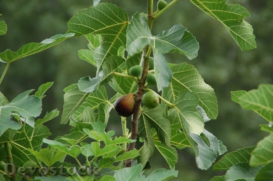 Devostock Fig Fruit South Provence 0