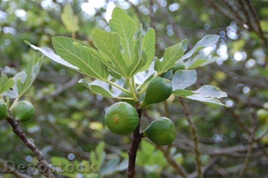 Devostock Fig Fruit South Provence