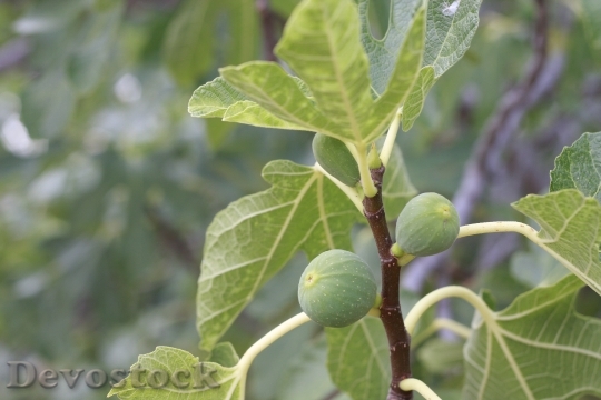 Devostock Fig Fruit Tree Food
