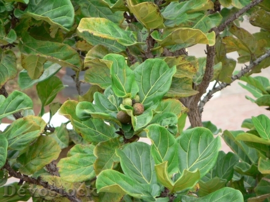 Devostock Fig Fruits In Leaves