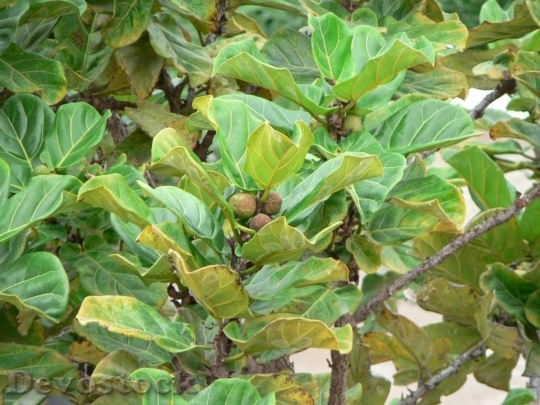 Devostock Fig Fruits On Tree