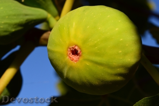 Devostock Fig Green Fruit Real
