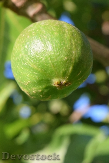 Devostock Fig Immature Green Fig 0