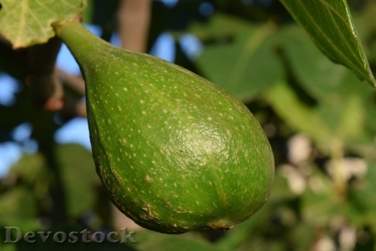 Devostock Fig Immature Green Fig
