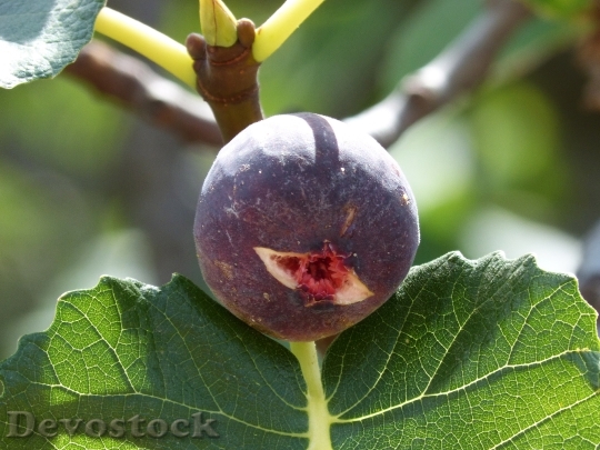 Devostock Fig Mature Fig Tree