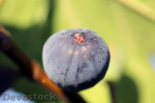 Devostock Fig Nature Fruit Summer