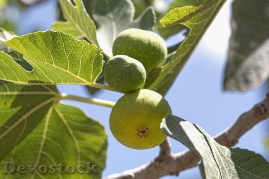 Devostock Fig Tree Fruit Green