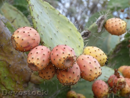 Devostock Figs Cactus Prickly Pears