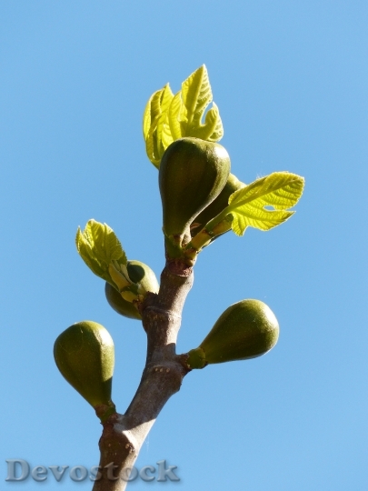 Devostock Figs Fig Tree Fruits 1