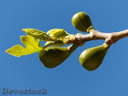 Devostock Figs Fig Tree Fruits