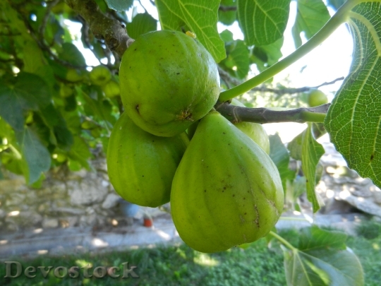 Devostock Figs Fruit Fig Tree