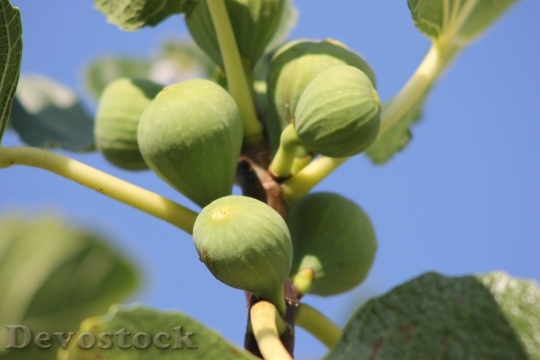 Devostock Figs Fruits Fruit Fig