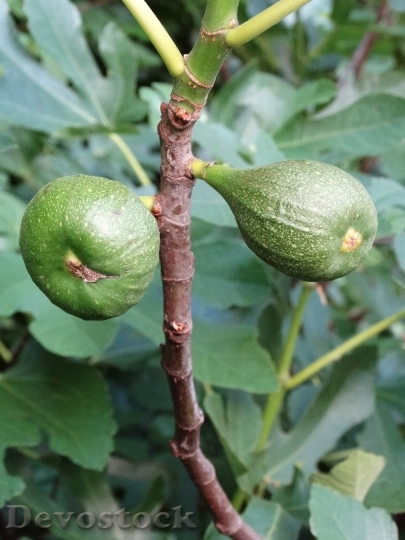 Devostock Figs Plant Nature Fruits