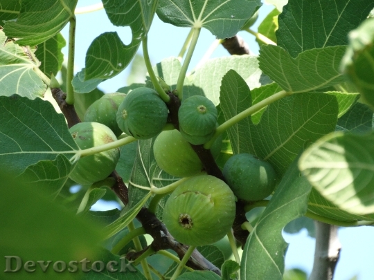 Devostock Figs Smokin Fruit Fruits