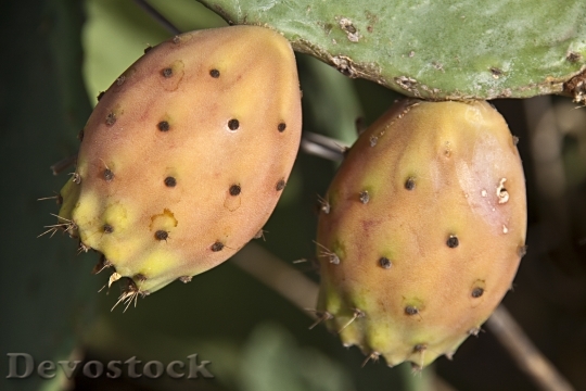 Devostock Figs Wild Figs Cactus