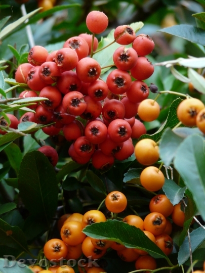 Devostock Firethorn Fruits Berries Hybrid