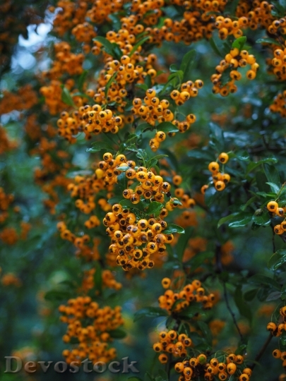 Devostock Firethorn Fruits Berries Orange 4