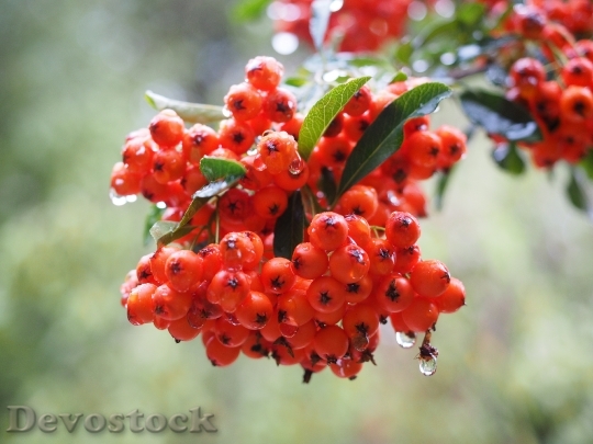 Devostock Firethorn Fruits Berries Red 0
