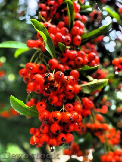 Devostock Firethorn Fruits Berries Red
