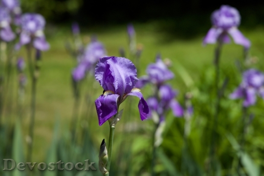Devostock Flag Iris Flower Plant