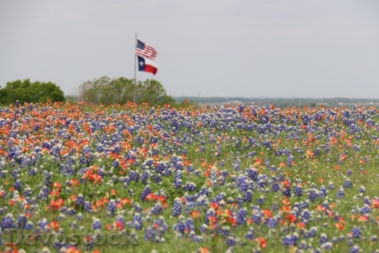 Devostock Flags Texas Flag Us