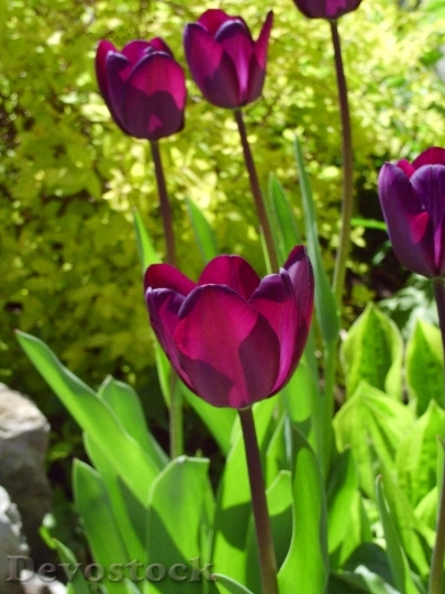 Devostock Fleure Tulip Spring 97933