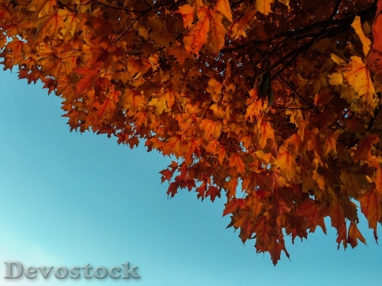 Devostock Floiage Autumn Fall Orange