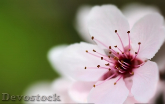 Devostock Flower Apple Summer Spring