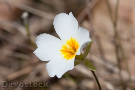Devostock Flower Bloom Cedar Gladecress