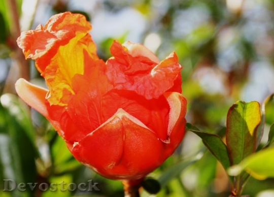 Devostock Flower Bloom Orange Bright