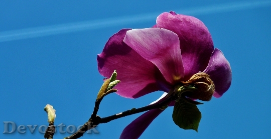 Devostock Flower Blossom Bloom Early