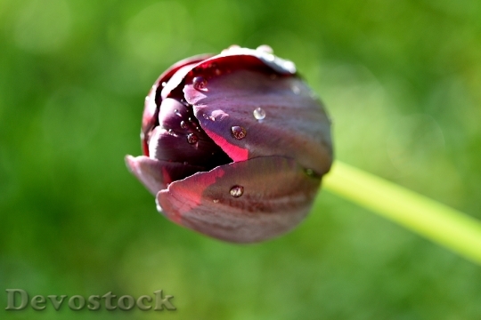 Devostock Flower Blossom Bloom Purple 15