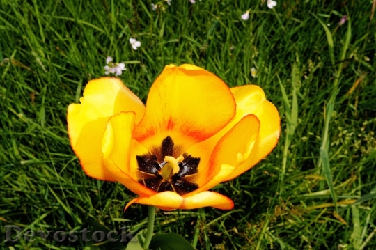 Devostock Flower Blossom Bloom Tulip 0