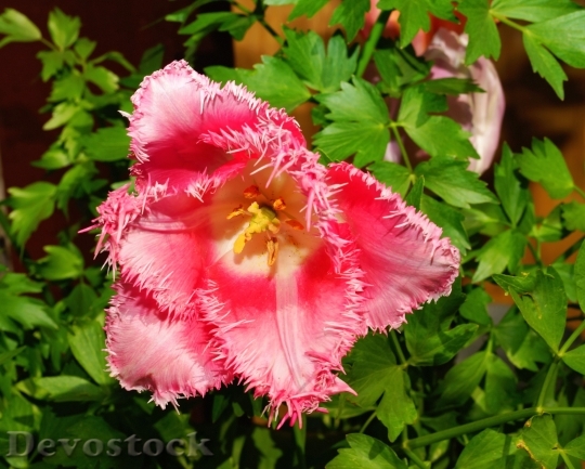 Devostock Flower Blossom Bloom Tulip 3