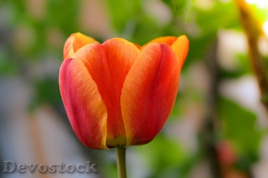 Devostock Flower Blossom Bloom Tulip 5