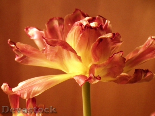 Devostock Flower Blossom Bloom Tulip 7