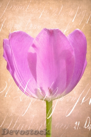 Devostock Flower Blossom Bloom Tulip