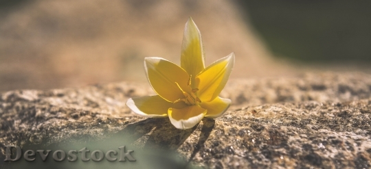 Devostock Flower Blossom Bloom Yellow 25