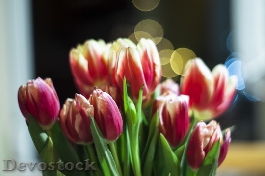 Devostock Flower Bouquet Tulips 933038