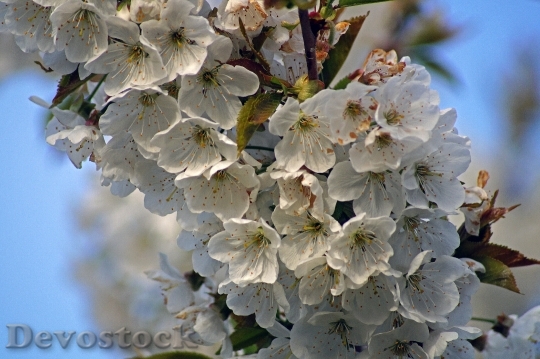Devostock Flower Cherry Spring Fruit